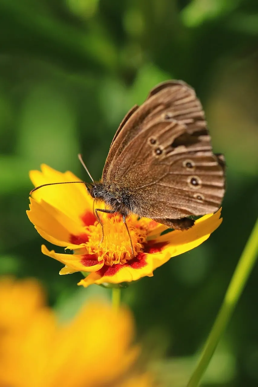 Stunning Macro: Ringlet Butterfly on Yellow Flower