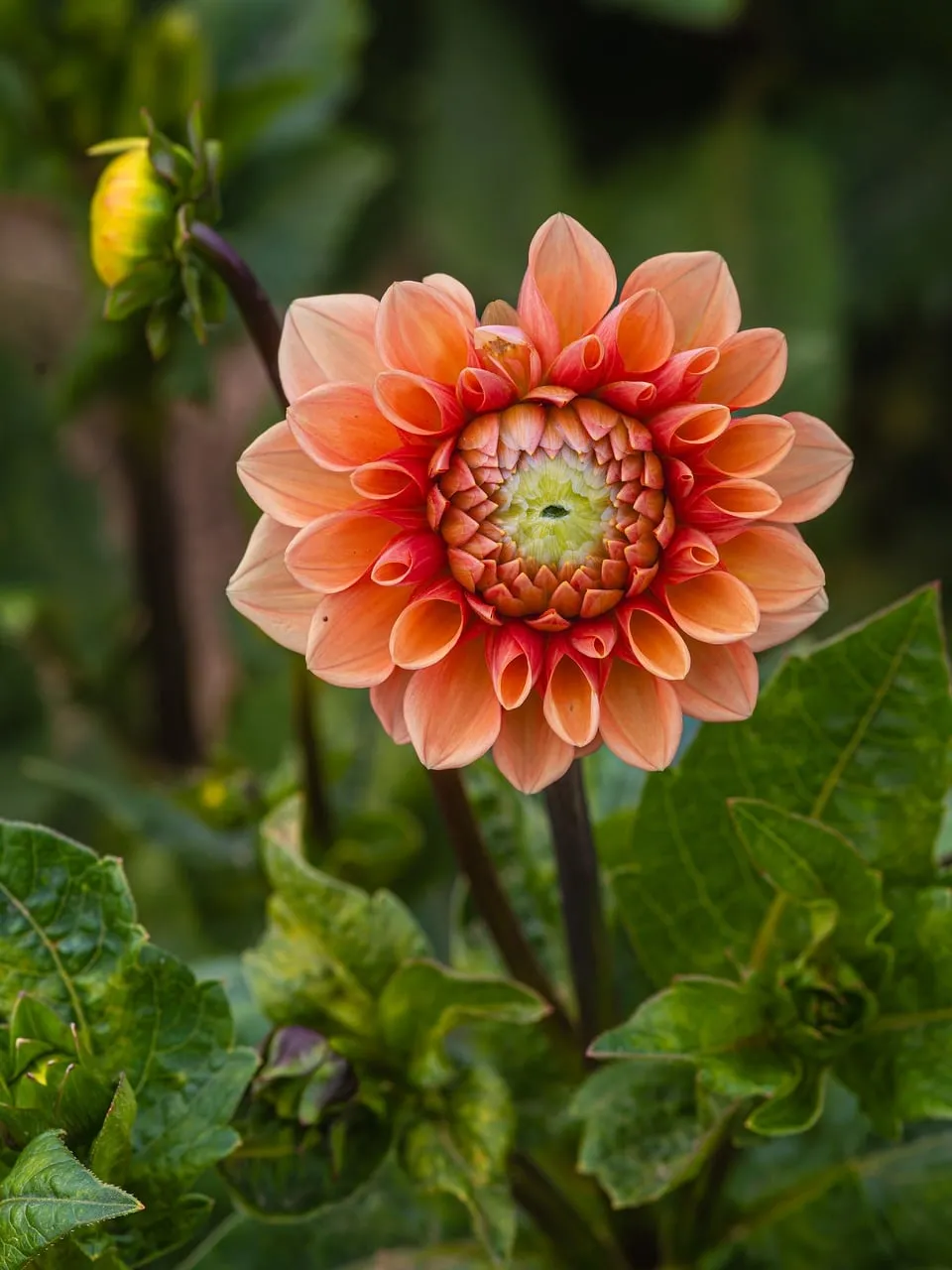 Vibrant Orange Dahlia: A Summer Blossom's Close-Up
