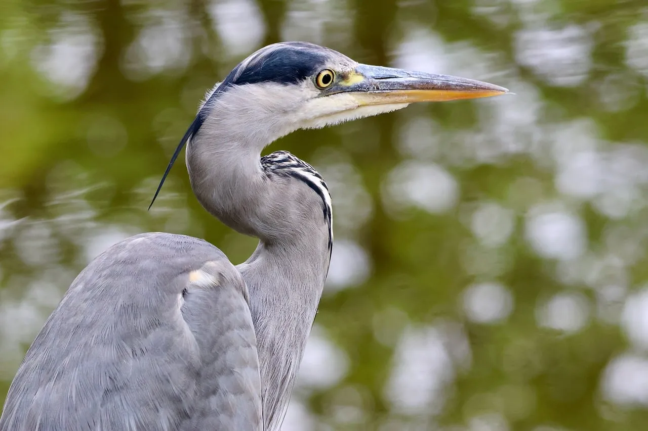 Majestic Grey Heron: Wetland Hunter's Intense Gaze