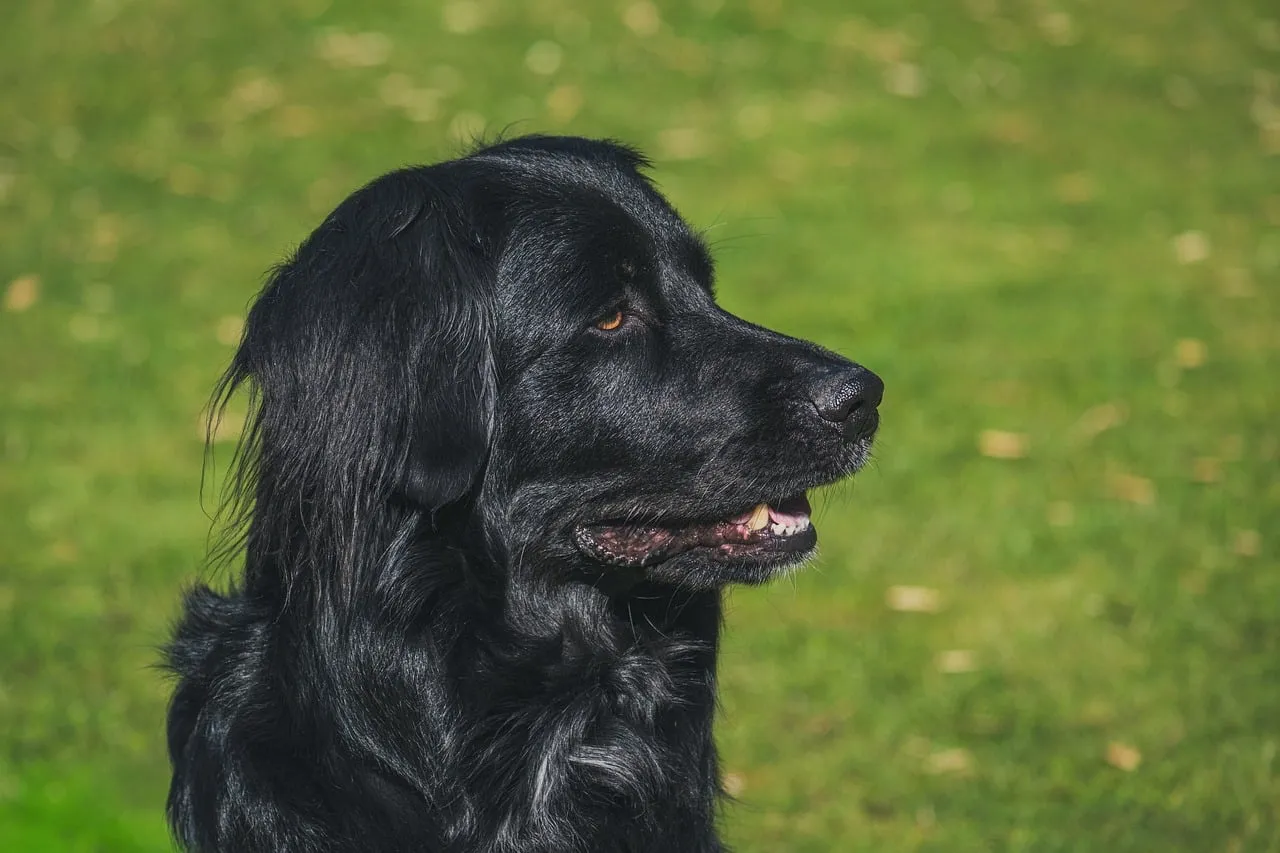 Stunning Black Dog Portrait: Charming Canine in Nature