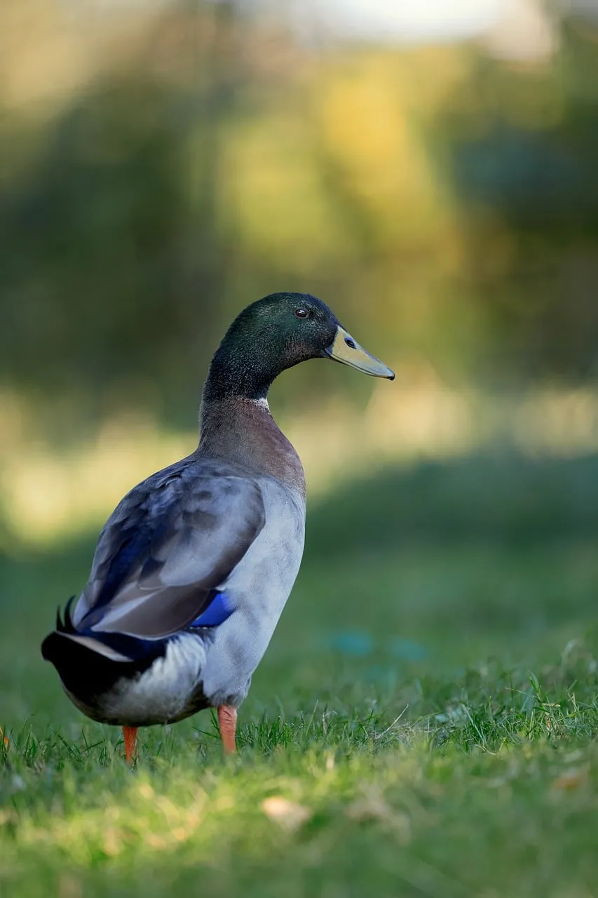 Serene Mallard in Golden Hour Sunlight: Nature's Elegance