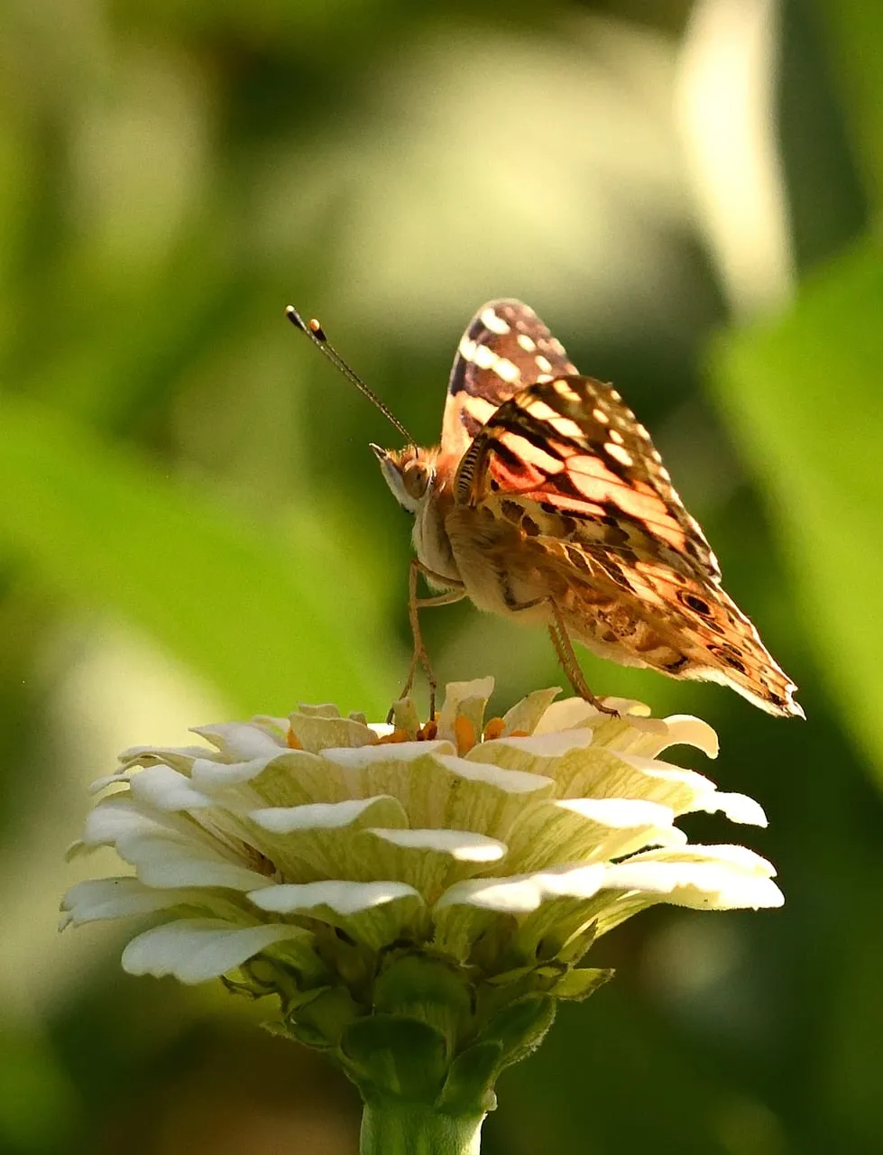 Vibrant Zinnia: Painted Lady Butterfly's Summer Garden Delight