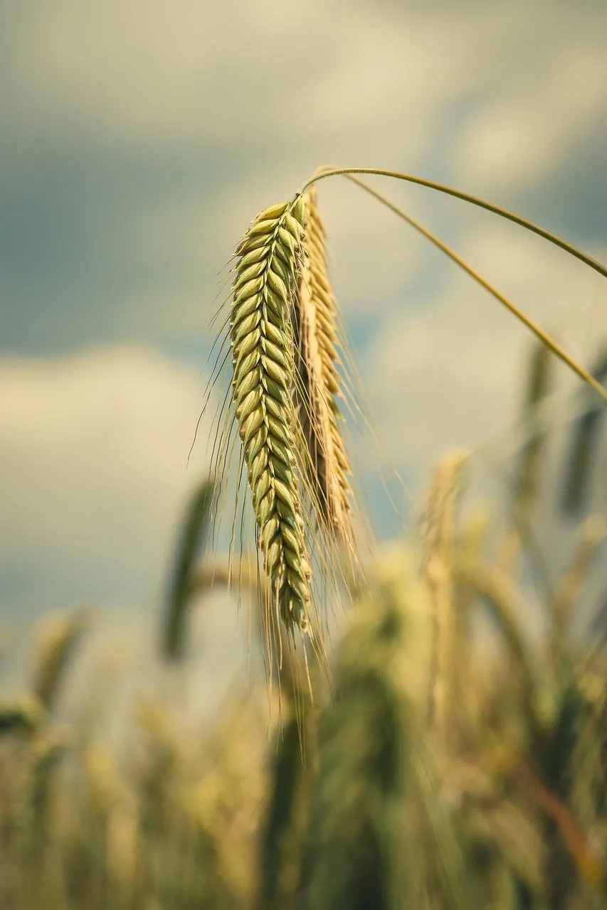 Golden Wheat Field: Nature's Bountiful Summer Harvest