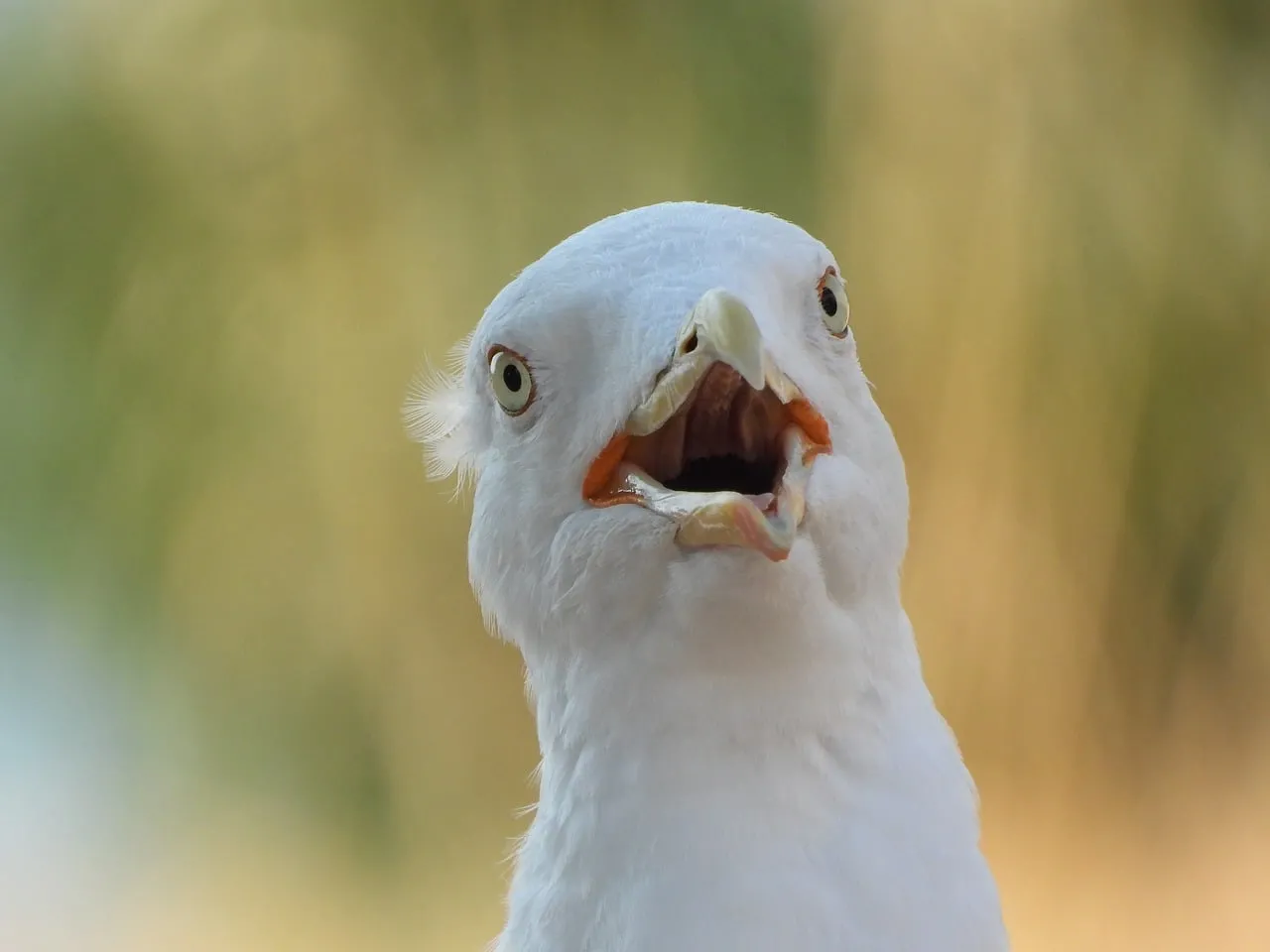 Hilarious Seagull Squawk: Close-Up of a Vocal Bird