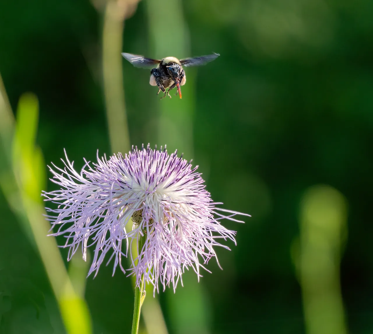 Vibrant Bee in Flight: Nectar Gathering on a Purple Wildflower