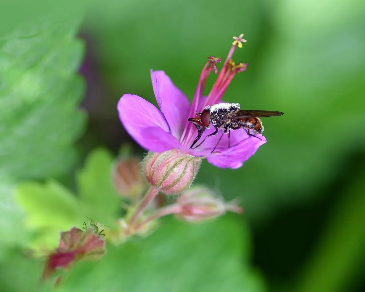 Vibrant Spring: Pollinating Bumblebee on Pink Geranium Macro