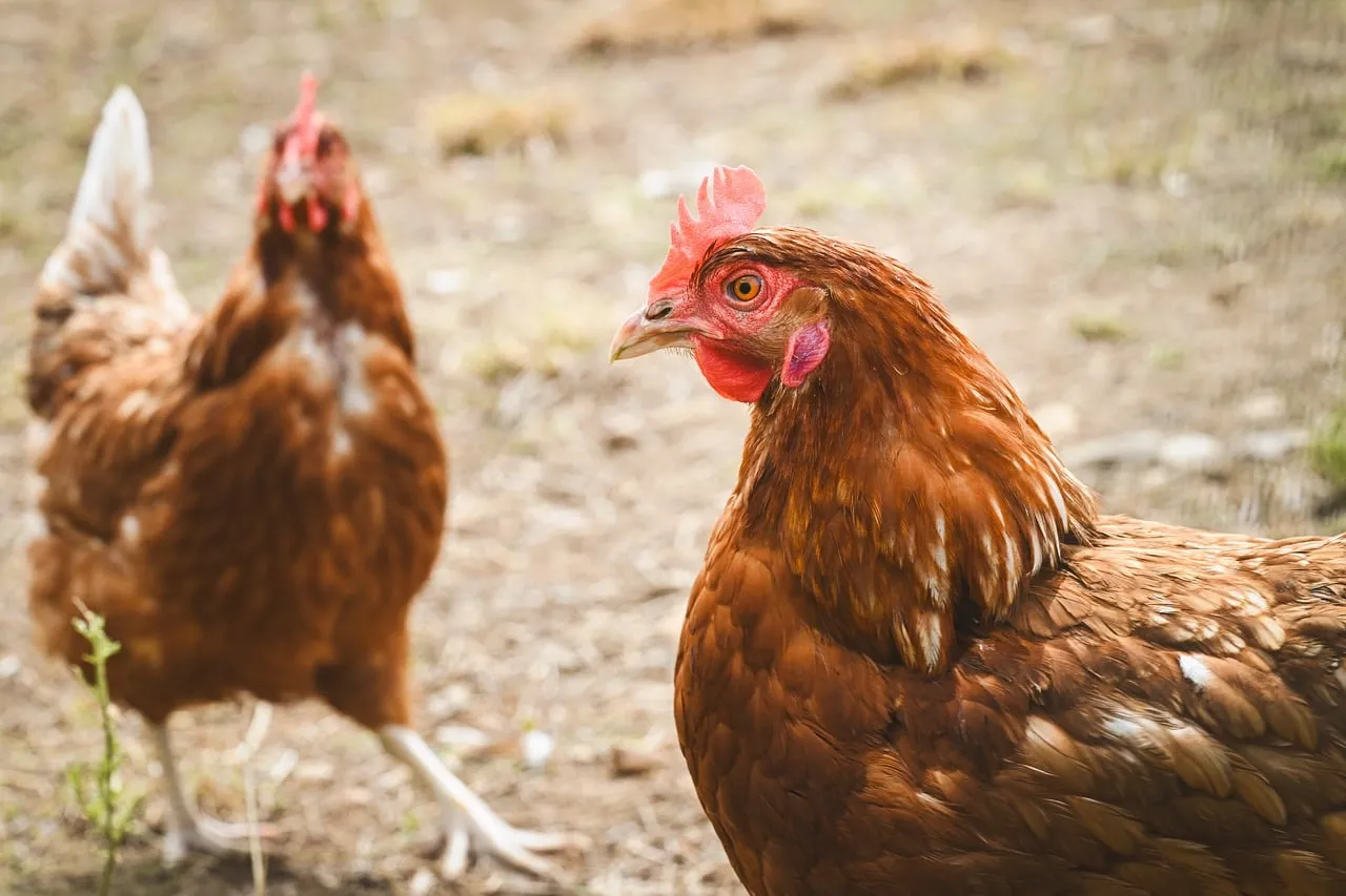 Vibrant Free-Range Hens Roaming the Farm