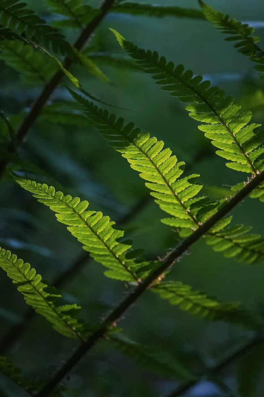Vibrant Green Ferns: A Glimpse of Spring's Lushness