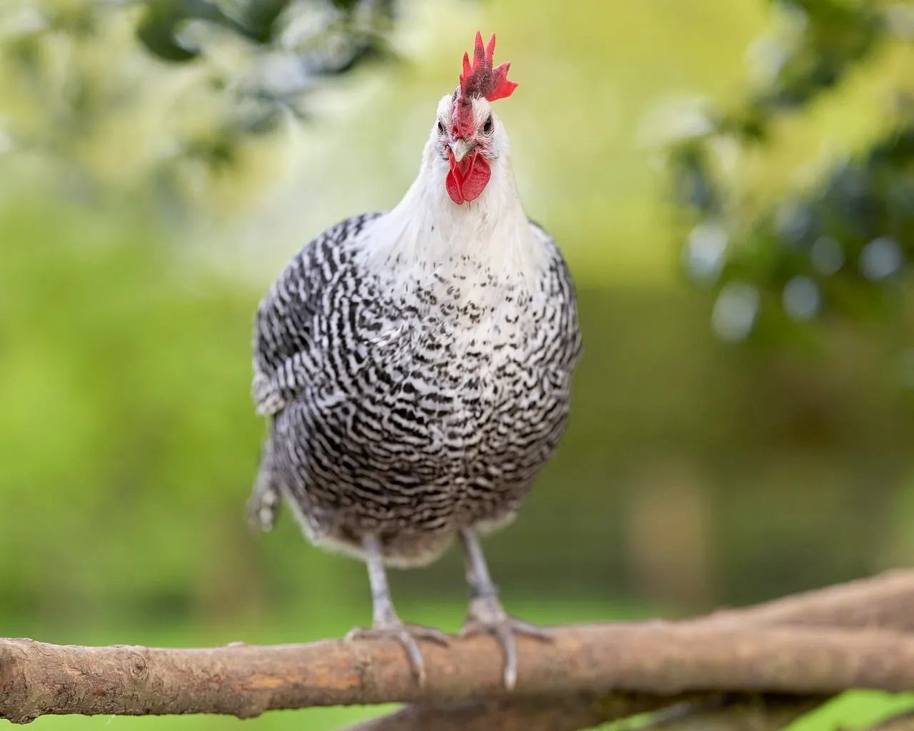 Striking Spotted Chicken Perched: A Rustic Delight