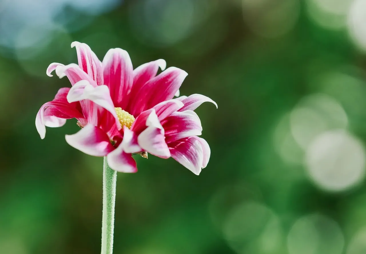 Vibrant Dahlia Bloom: Nature's Petal Perfection