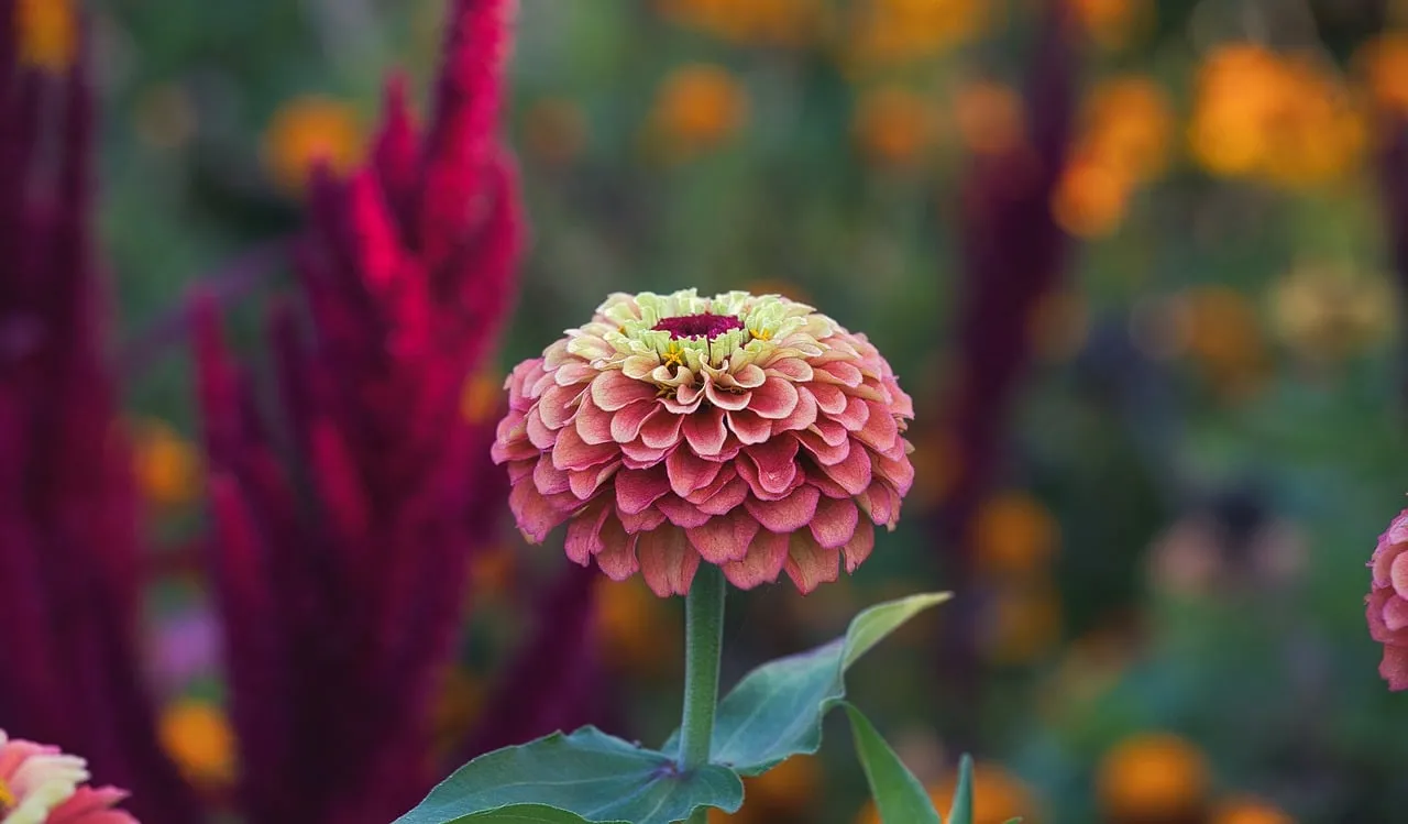 Vibrant Zinnia Bloom: Autumn Garden Jewel