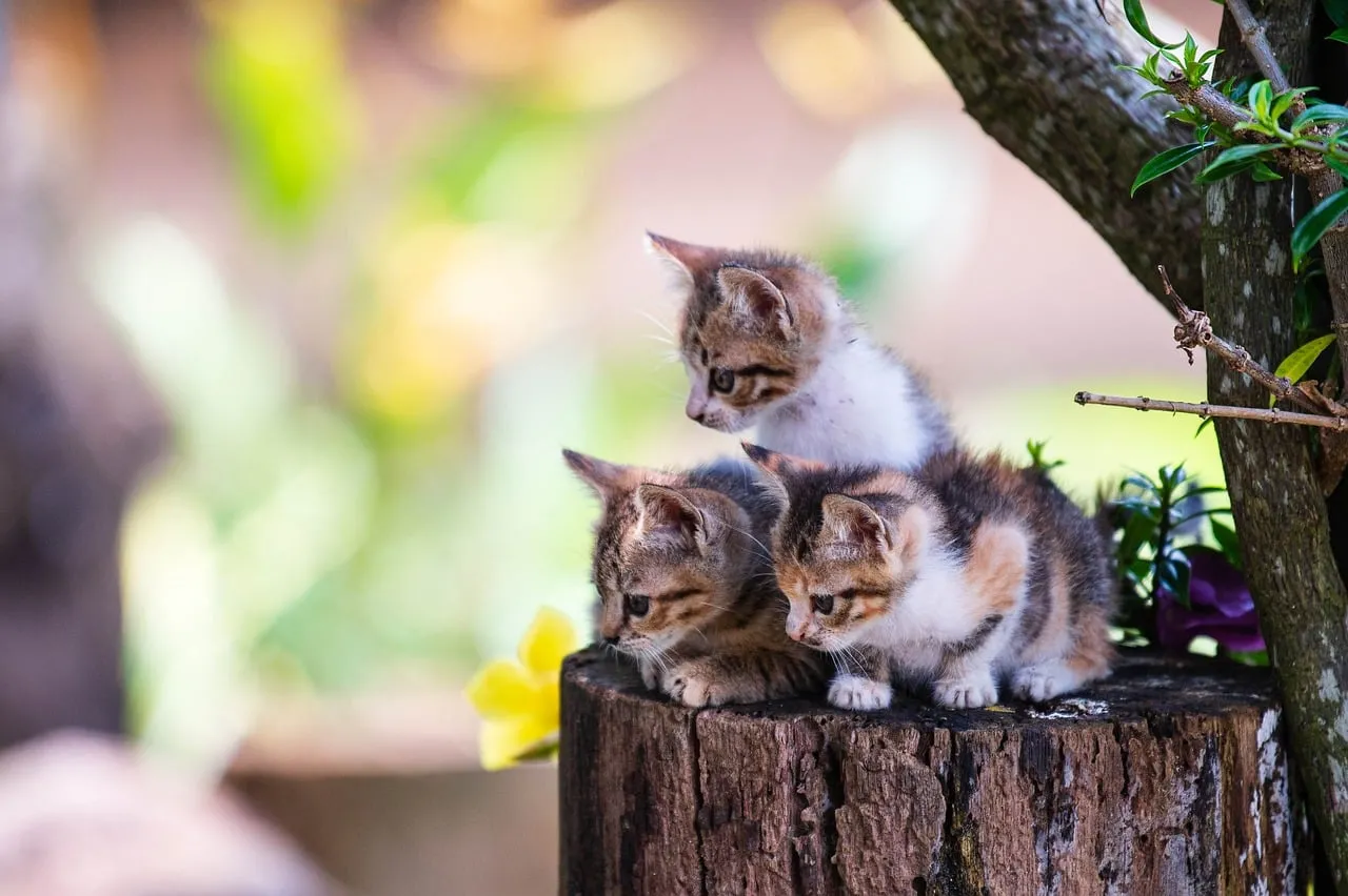 Adorable Tabby Kittens Exploring a Sunny Garden Stump