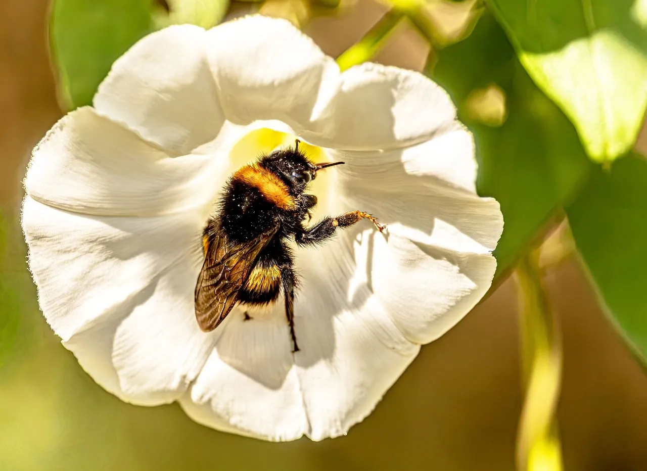 Buzzing Beauty: Bumblebee's Spring Floral Dance
