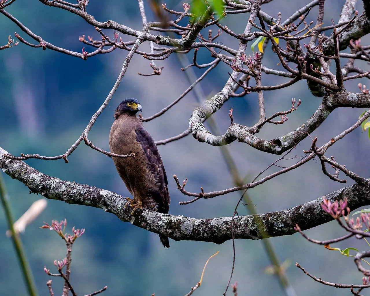 Majestic Eagle Perched: A Glimpse of Wild Nature