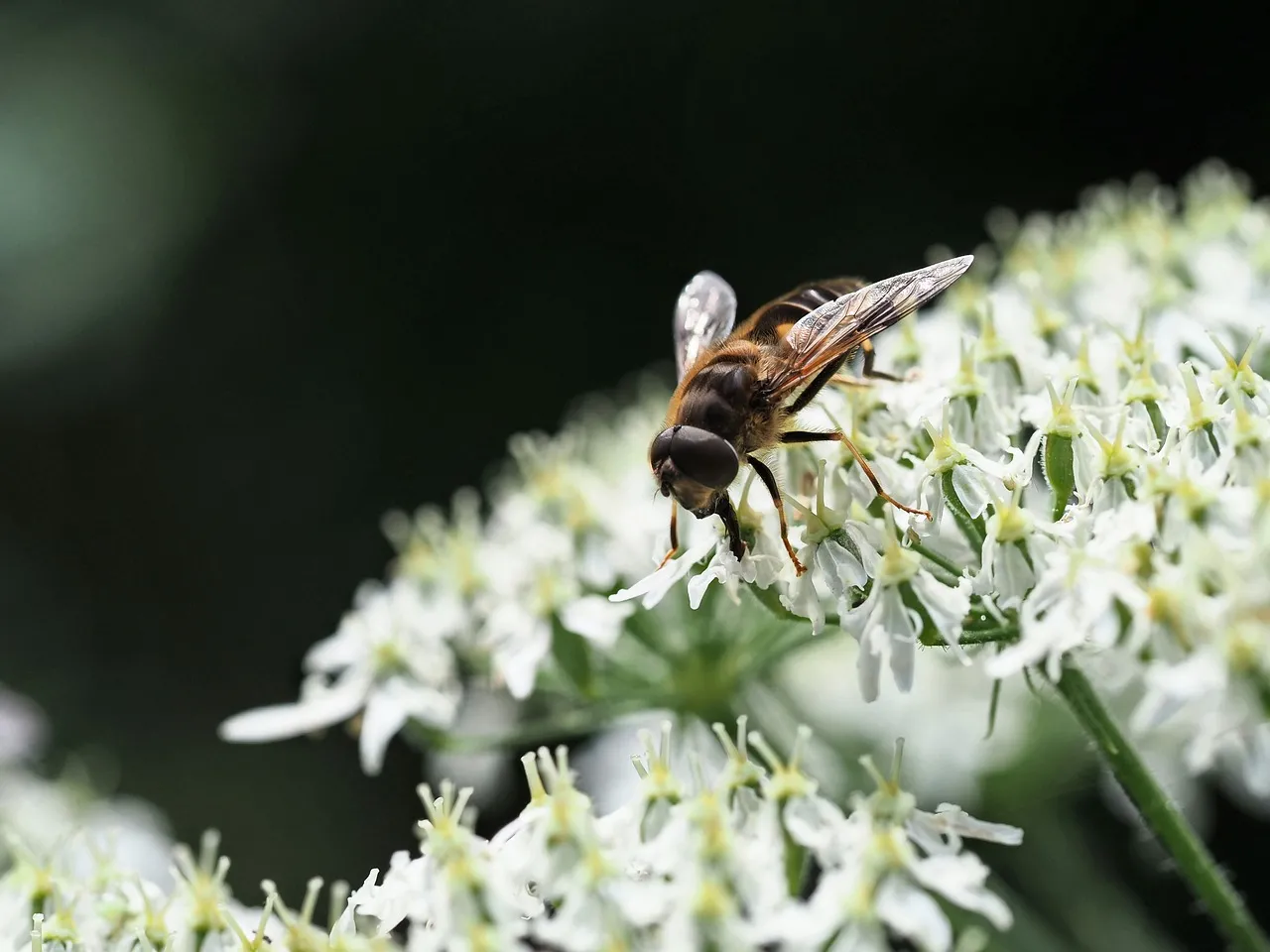 Stunning Hoverfly Macro: Summer's Delicate Blossom Visitor