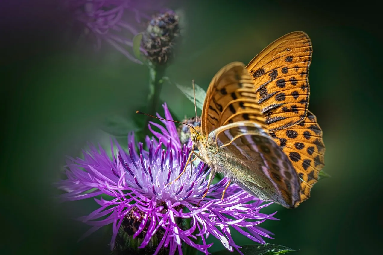 Vibrant Silver-Washed Fritillary Butterfly on Purple Thistle