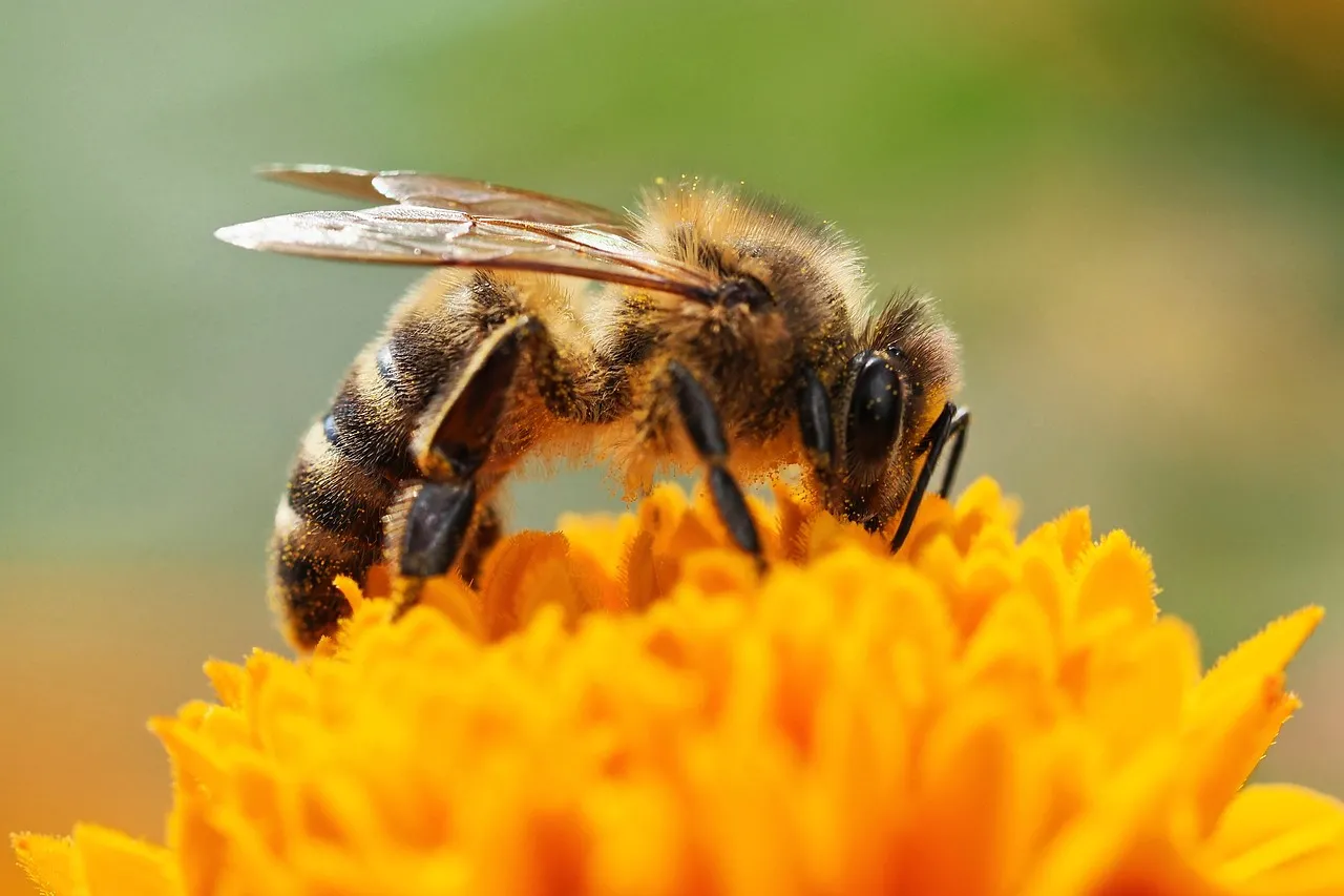 Vibrant Macro: Honey Bee on Golden Marigold Bloom