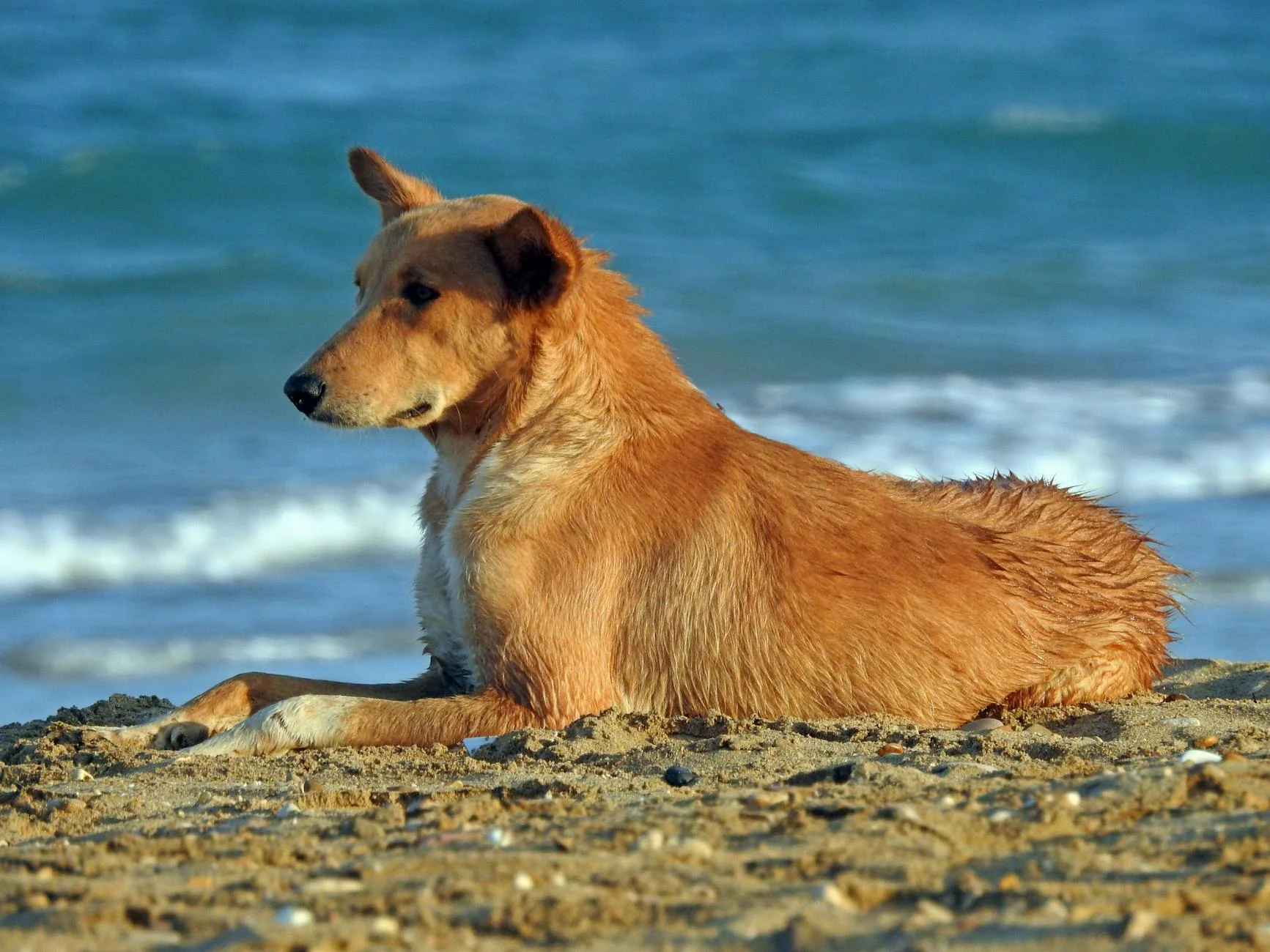 Serene Canine Bliss: A Beachside Retreat