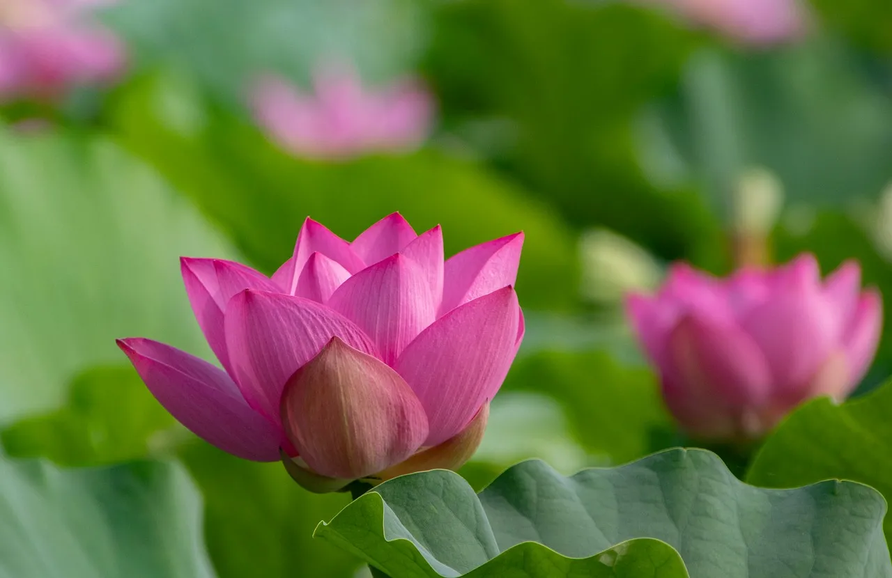 Vibrant Pink Lotus Bloom: Serene Pond Beauty