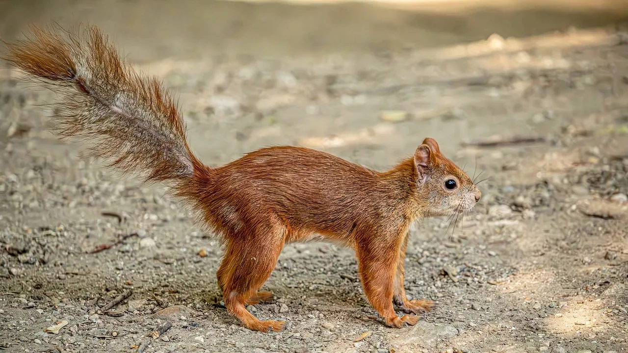 Charming Squirrel Captured in Mid-Stride on a Forest Path