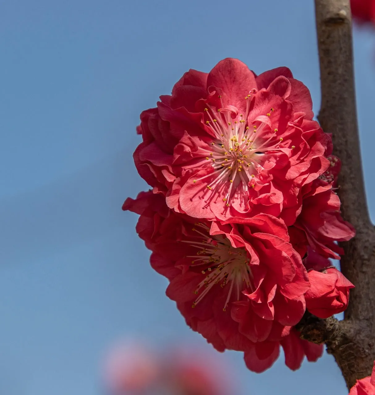Vibrant Peach Blossoms Against a Clear Blue Sky