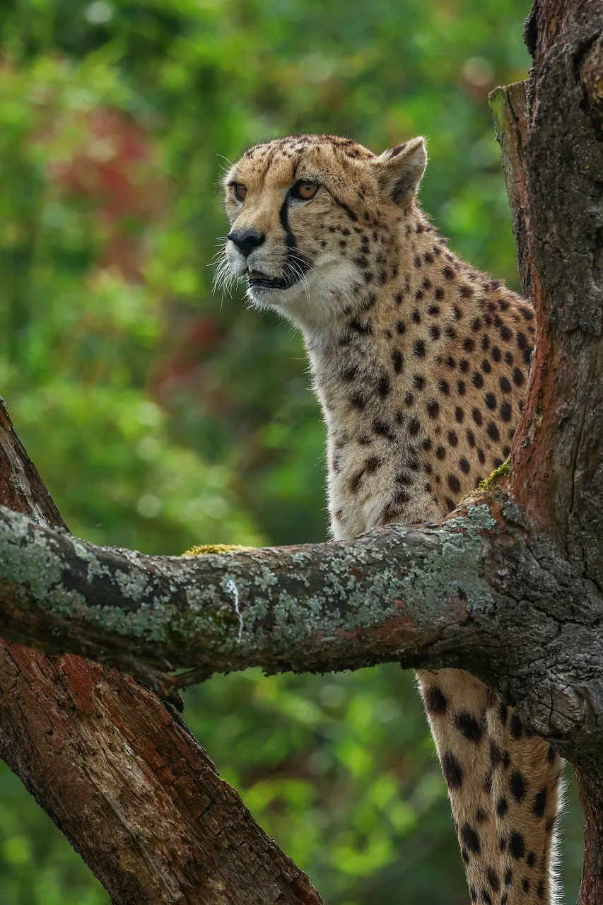 Majestic Cheetah Perched: A Hunter's Watch