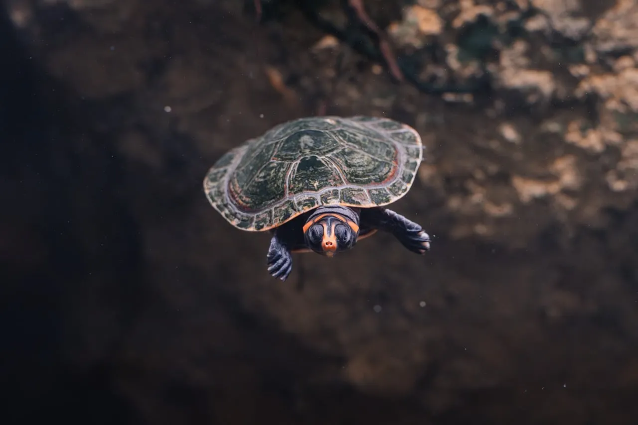 Enigmatic Aquatic Wonder: Curious Turtle in Nature's Depths