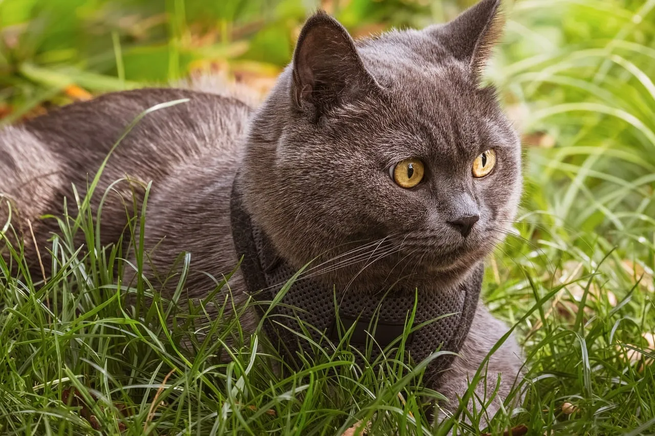 Enchanting British Shorthair: Golden Eyes Amidst Lush Greenery