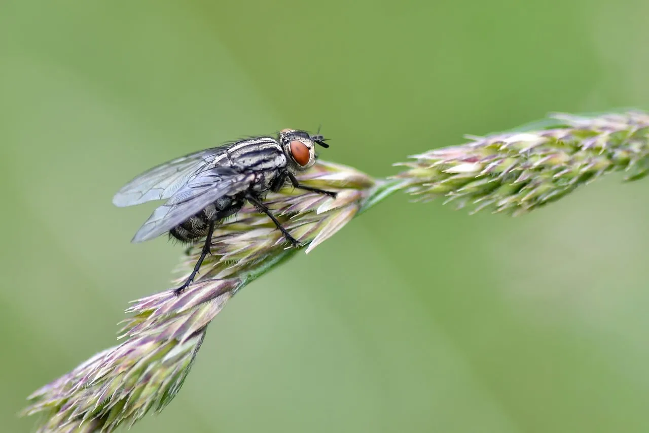Intricate Macro: Fly Perched on a Grassy Blade