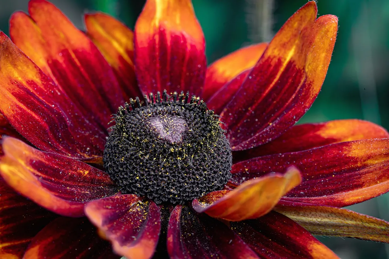 Vibrant Sunset Hues: Striking Black-Eyed Susan Bloom