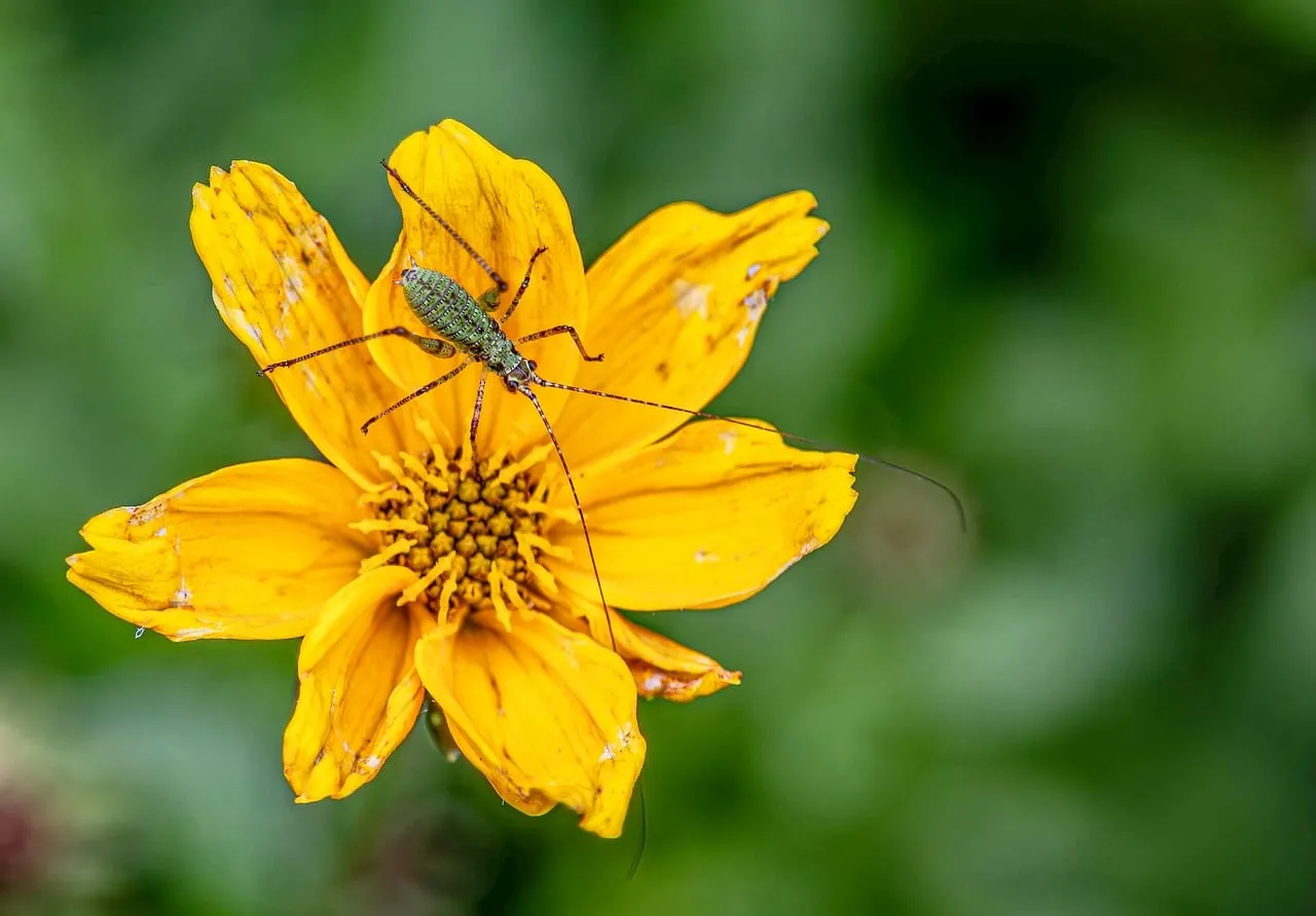 Vibrant Macro: Grasshopper Rests on Golden Bloom