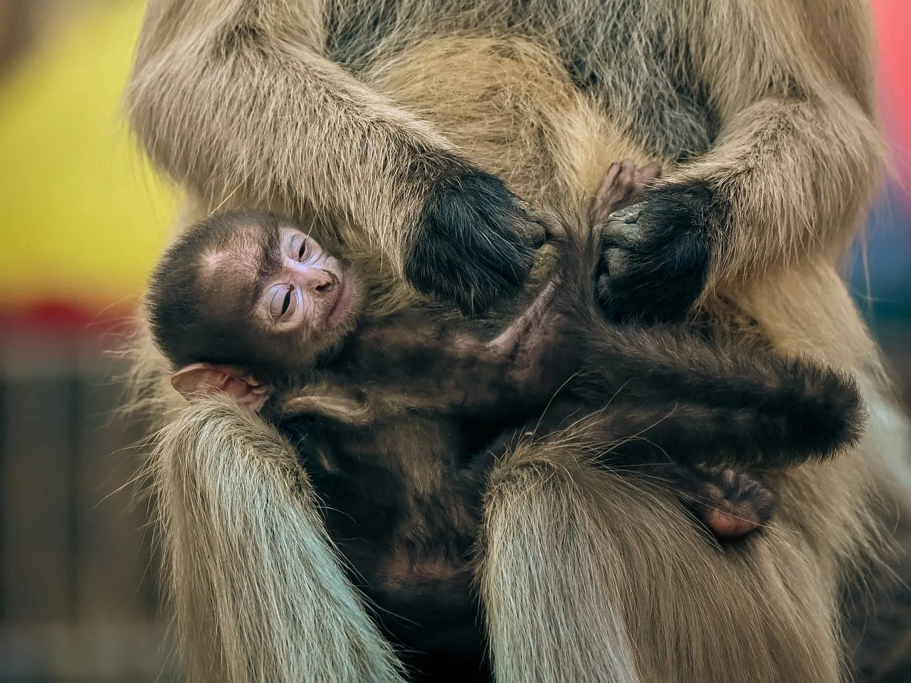 Tender Embrace: Baby Monkey Cuddled in Maternal Warmth