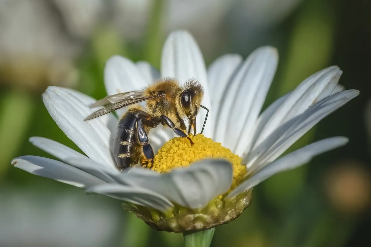 Vibrant Macro: Busy Bee Pollinating a Daisy in Sunny Spring Garden