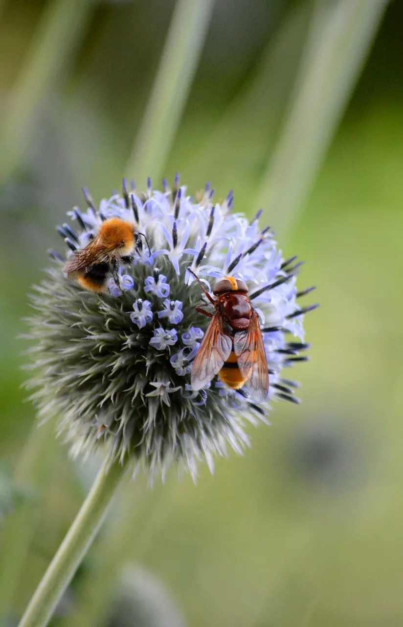 Vibrant Thistle Bloom: Bumblebee and Hoverfly in Harmony