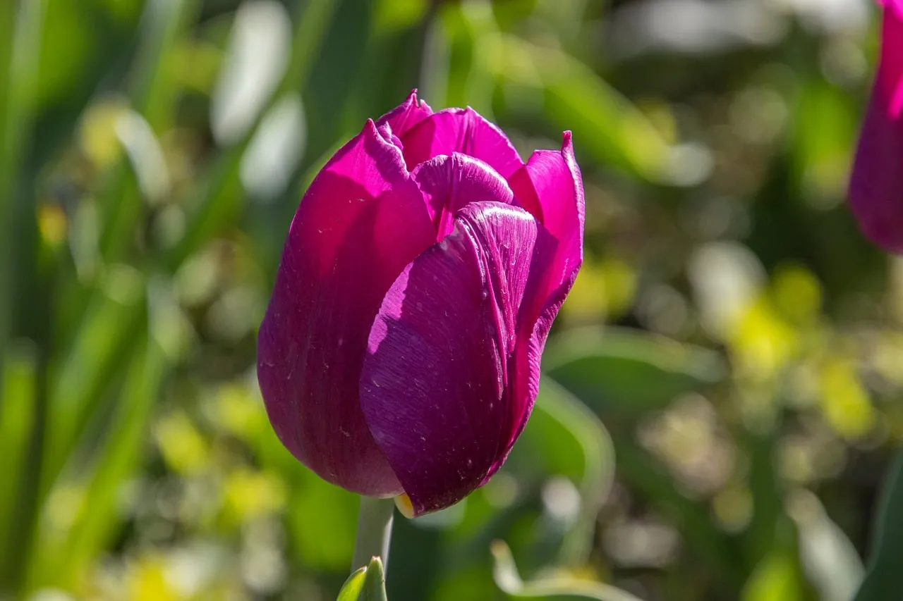 Vibrant Purple Tulip Blooming in a Sunny Spring Garden