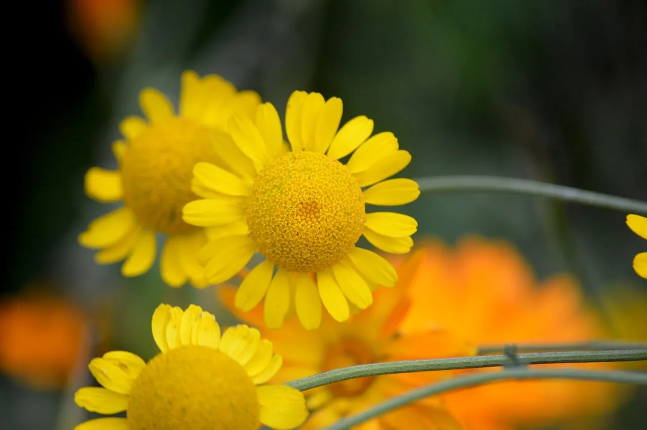 Vibrant Yellow Dyer's Chamomile: Summer Garden Bloom