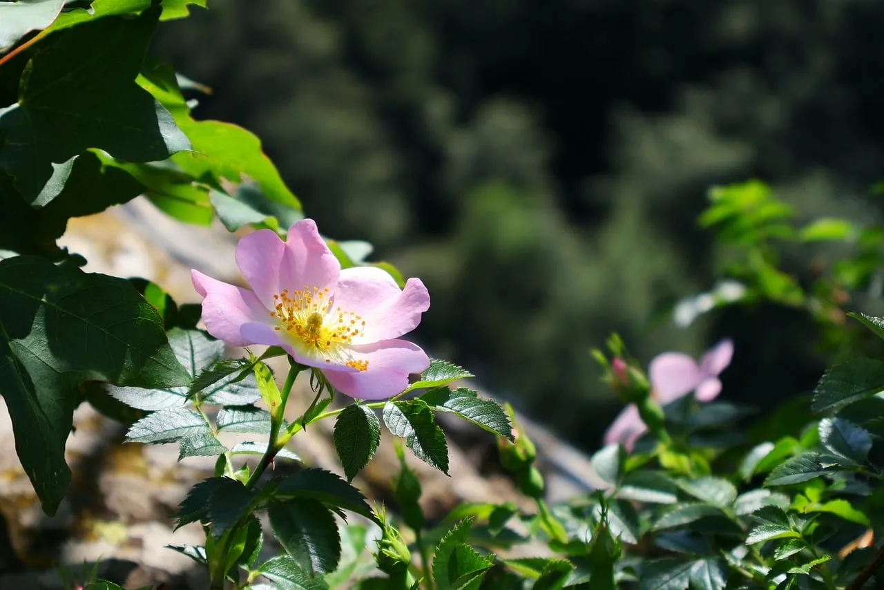 Vibrant Pink Dog Rose in Natural Forest Setting