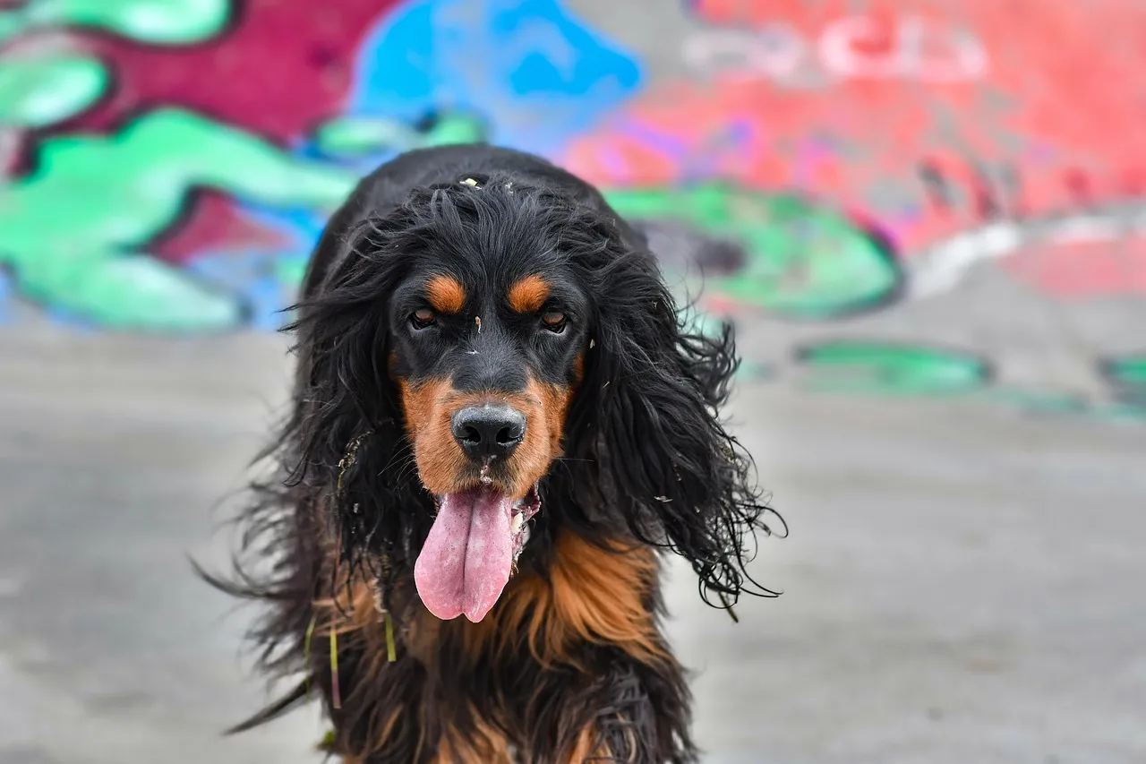 Vibrant Gordon Setter Portrait Against Graffiti Backdrop