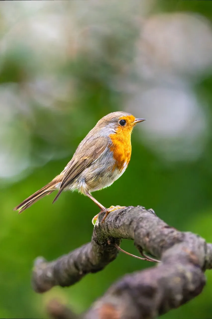 Captivating European Robin Perched on Branch