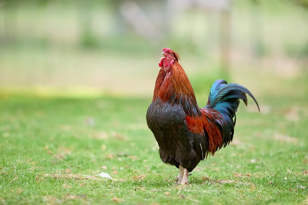 Vibrant Farm King: Majestic Rooster on Green Grass