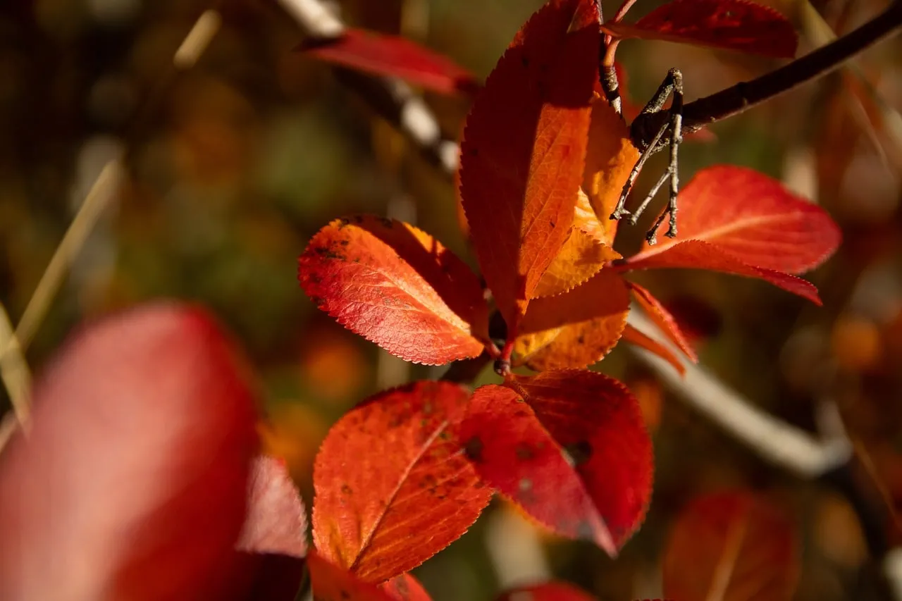 Vibrant Autumn Hues: Close-up of Fiery Red Leaves