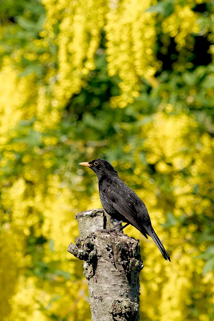 Vibrant Yellow Bloom: Blackbird's Natural Perch