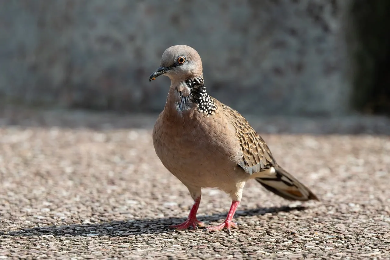 Elegant Spotted Dove Rests Serene on Urban Sidewalk