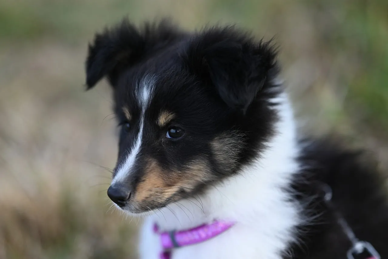 Adorable Shetland Sheepdog Puppy Portrait: Fluffy & Cute