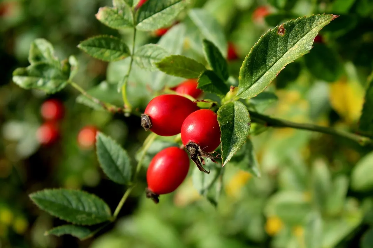 Vibrant Red Rosehips: Nature's Vitamin C Powerhouse