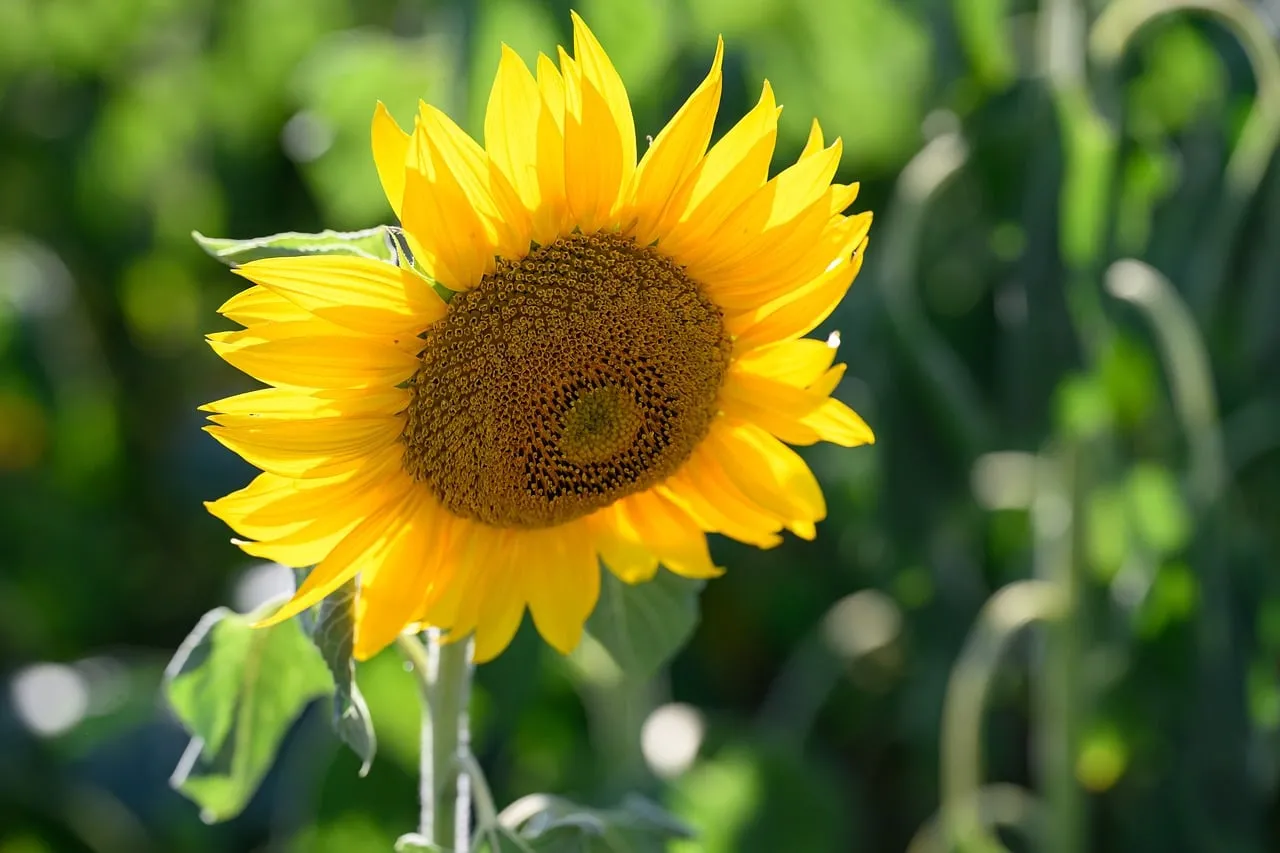 Golden Radiance: Vibrant Summer Sunflower Close-Up