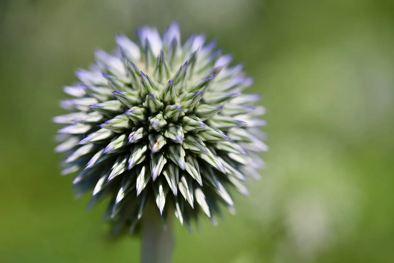 Stunning Globe Thistle: A Spiky Blue-Green Bloom