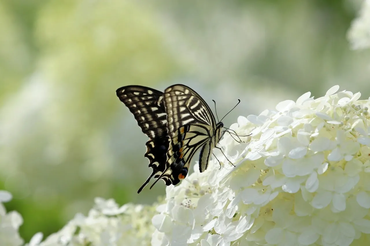 Exotic Butterfly Gracefully Rests on White Hydrangea in Nature's Embrace