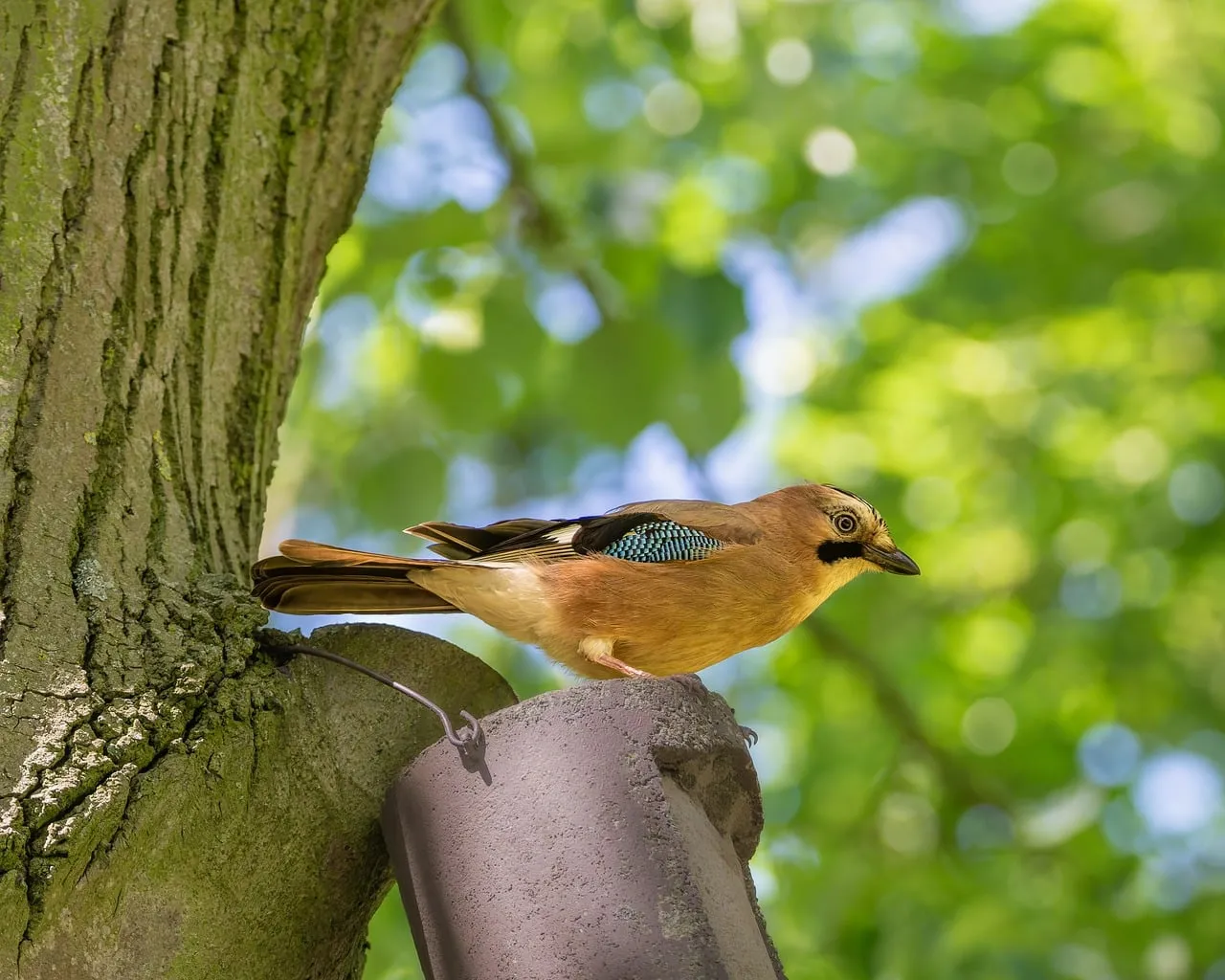 Vibrant Jay Perched on Gutter with Lush Greenery