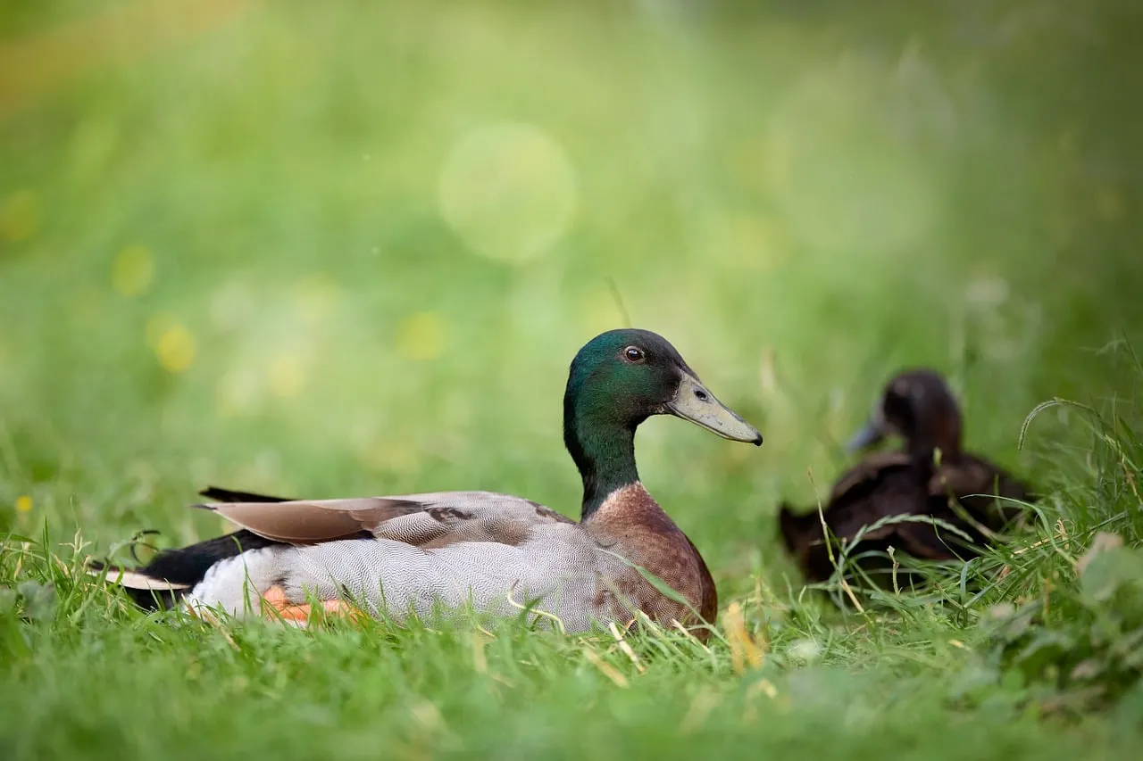 Serene Duck Resting in Lush Green Spring Grass